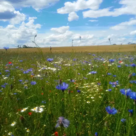 Fischstuebchen Neeberg 1 - Hase Und Fuchs *