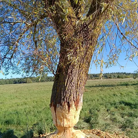 Fischstuebchen Neeberg 1 - Hase Und Fuchs * Krummin